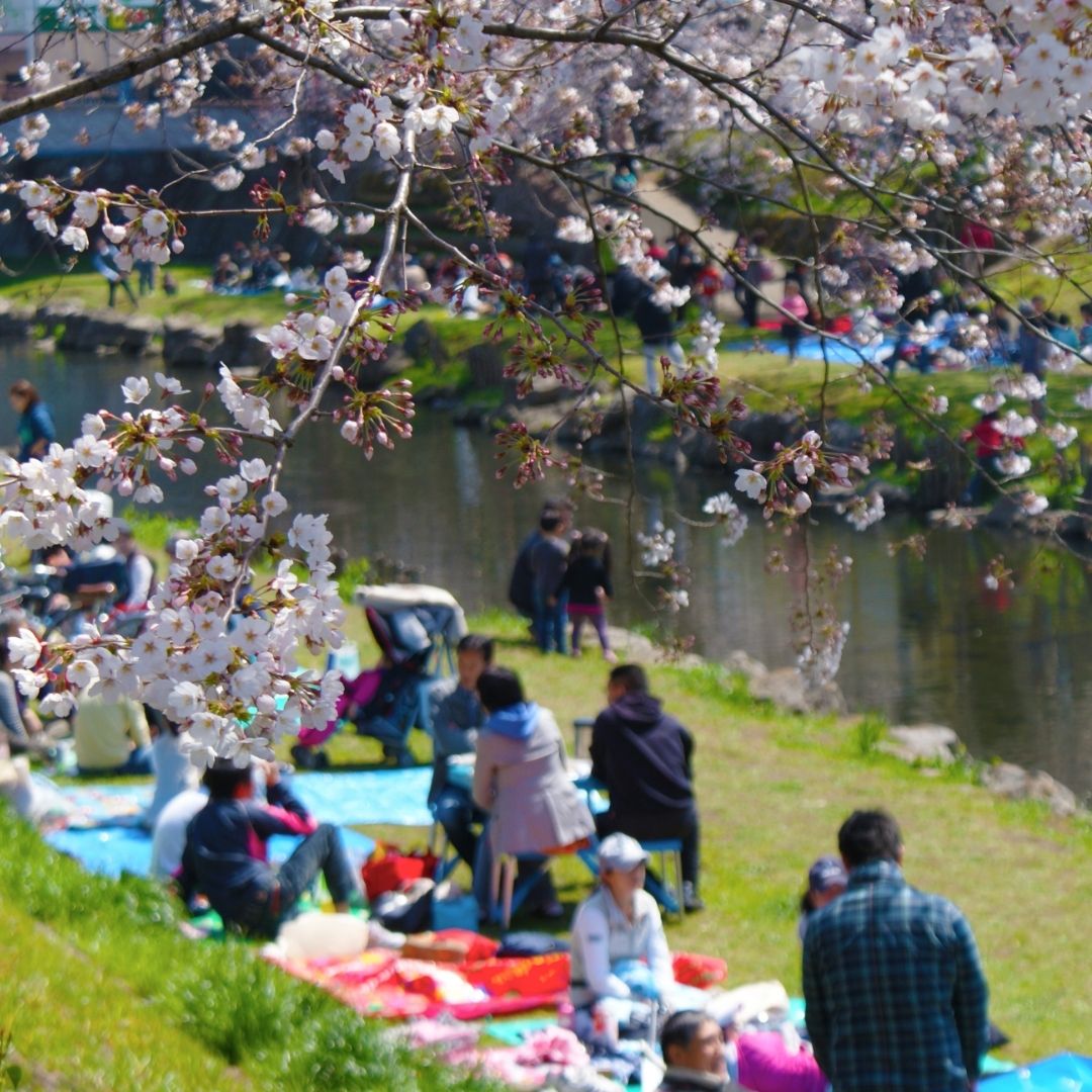 Japan Cherry Blossom Guide